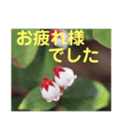 こころ休まる花と風景(9)（個別スタンプ：4）