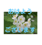 こころ休まる花と風景(9)（個別スタンプ：5）