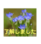 こころ休まる花と風景(9)（個別スタンプ：7）
