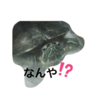 かめきちさん（個別スタンプ：1）