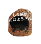 かめきちさん（個別スタンプ：2）