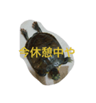 かめきちさん（個別スタンプ：5）