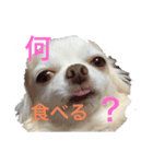 初めてのれんくんスタンプ（個別スタンプ：1）