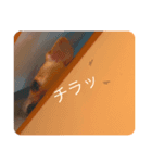 ベアちゃんです！！2（個別スタンプ：7）