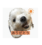 ひまりいぬ（個別スタンプ：1）