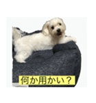 ひまりいぬ（個別スタンプ：4）