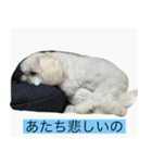 ひまりいぬ（個別スタンプ：5）