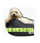 ひまりいぬ（個別スタンプ：8）