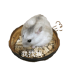 倉鼠的家（個別スタンプ：1）