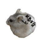 倉鼠的家（個別スタンプ：2）