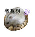 倉鼠的家（個別スタンプ：3）