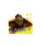 かめたろうのスタンプ 早寝早起き編（個別スタンプ：3）