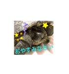 かめたろうのスタンプ 早寝早起き編（個別スタンプ：4）