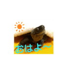 かめたろうのスタンプ 早寝早起き編（個別スタンプ：6）