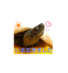 かめたろうのスタンプ 早寝早起き編（個別スタンプ：7）