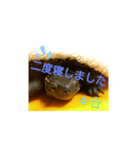 かめたろうのスタンプ 早寝早起き編（個別スタンプ：8）