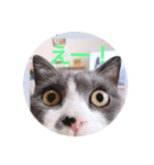 もふこスタンプ（個別スタンプ：2）
