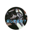 もふこスタンプ（個別スタンプ：6）