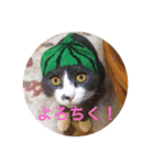 もふこスタンプ（個別スタンプ：7）