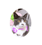 もふこスタンプ（個別スタンプ：8）