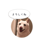 おしゃべりカレン（個別スタンプ：1）