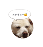 おしゃべりカレン（個別スタンプ：4）