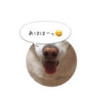 おしゃべりカレン（個別スタンプ：7）