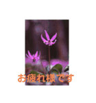 こころ休まる花と風景(11)（個別スタンプ：2）