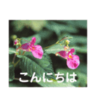 こころ休まる花と風景(11)（個別スタンプ：3）