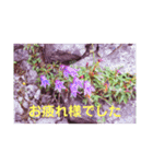 こころ休まる花と風景(11)（個別スタンプ：4）