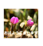 こころ休まる花と風景(11)（個別スタンプ：5）