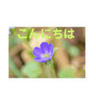 こころ休まる花と風景(11)（個別スタンプ：6）