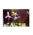 こころ休まる花と風景(11)（個別スタンプ：7）