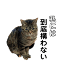動物の気持ちシリーズ（個別スタンプ：6）