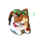 猫のさくちゃんスタンプ（個別スタンプ：1）
