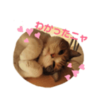猫のさくちゃんスタンプ（個別スタンプ：2）