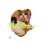 猫のさくちゃんスタンプ（個別スタンプ：3）
