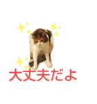 猫のさくちゃんスタンプ（個別スタンプ：4）