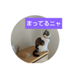 猫のさくちゃんスタンプ（個別スタンプ：5）