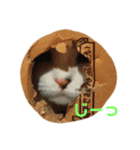 猫のさくちゃんスタンプ（個別スタンプ：6）