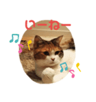 猫のさくちゃんスタンプ（個別スタンプ：7）