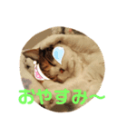 猫のさくちゃんスタンプ（個別スタンプ：8）