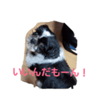 シーズー MOCOのボヤキ（個別スタンプ：4）