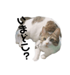 モフたち（個別スタンプ：4）