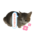 甘えん坊猫のらら君【実写版②】（個別スタンプ：1）