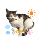 甘えん坊猫のらら君【実写版②】（個別スタンプ：3）