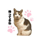 甘えん坊猫のらら君【実写版②】（個別スタンプ：4）