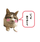 甘えん坊猫のらら君【実写版②】（個別スタンプ：6）