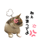 甘えん坊猫のらら君【実写版②】（個別スタンプ：8）