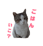 ボブ・ミー・チョコ2（個別スタンプ：1）
